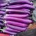 《长茄》山东紫长茄茄子量大从优质量好价格便宜一条龙服务