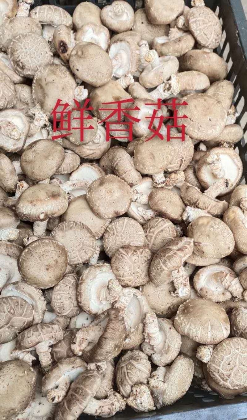 精品鲜香菇~人民生活必须品