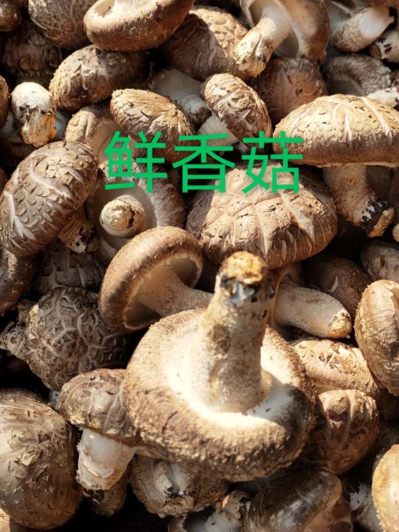 精品鲜香菇~人民生活必须品