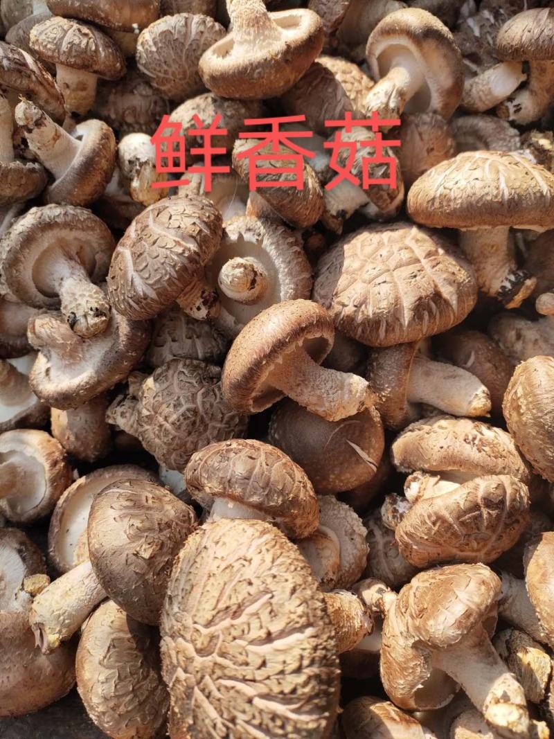 精品鲜香菇~人民生活必须品