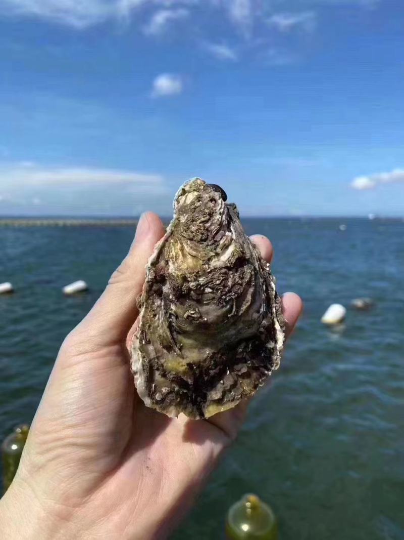 本港南澳蚝规格很硬肥度非常不错