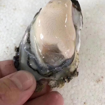 本港南澳蚝规格很硬肥度非常不错