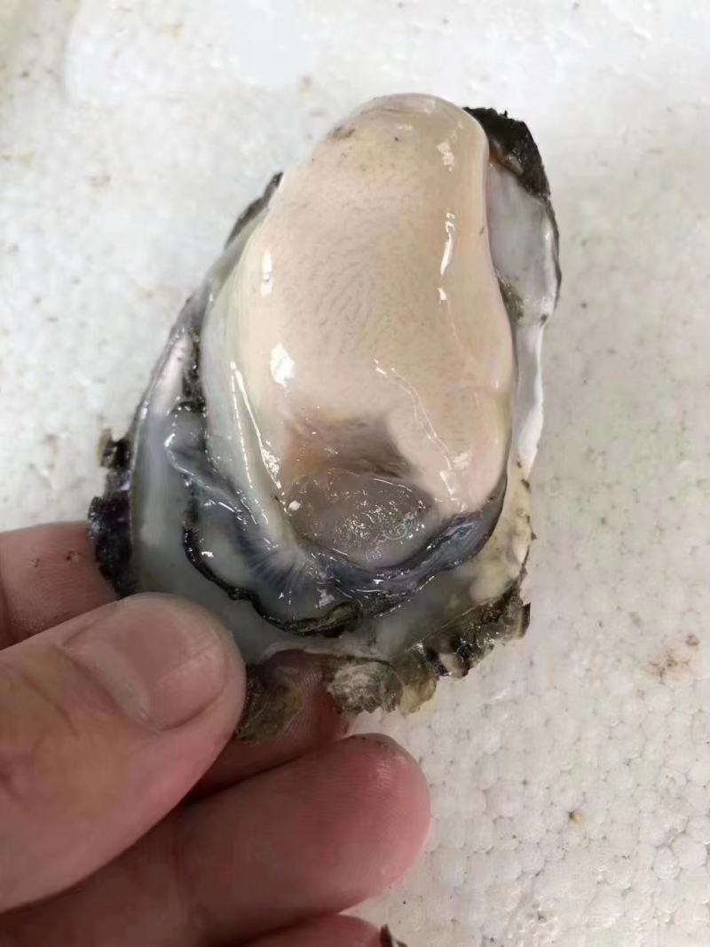 本港南澳蚝规格很硬肥度非常不错