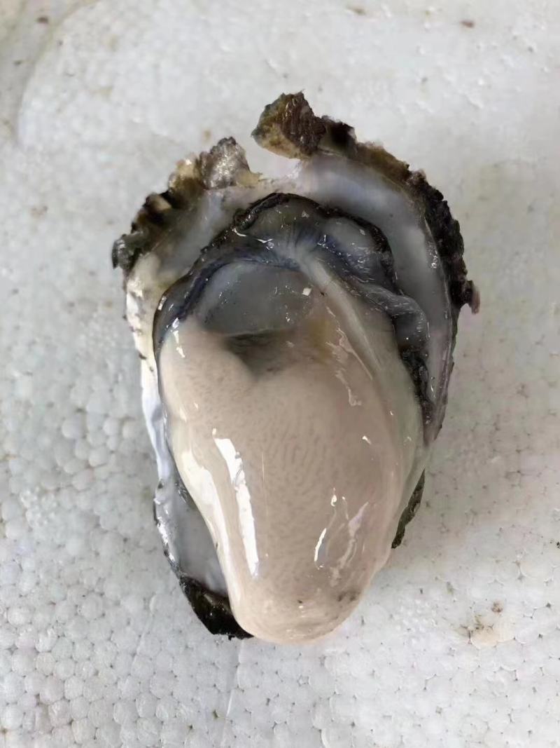 本港南澳蚝规格很硬肥度非常不错
