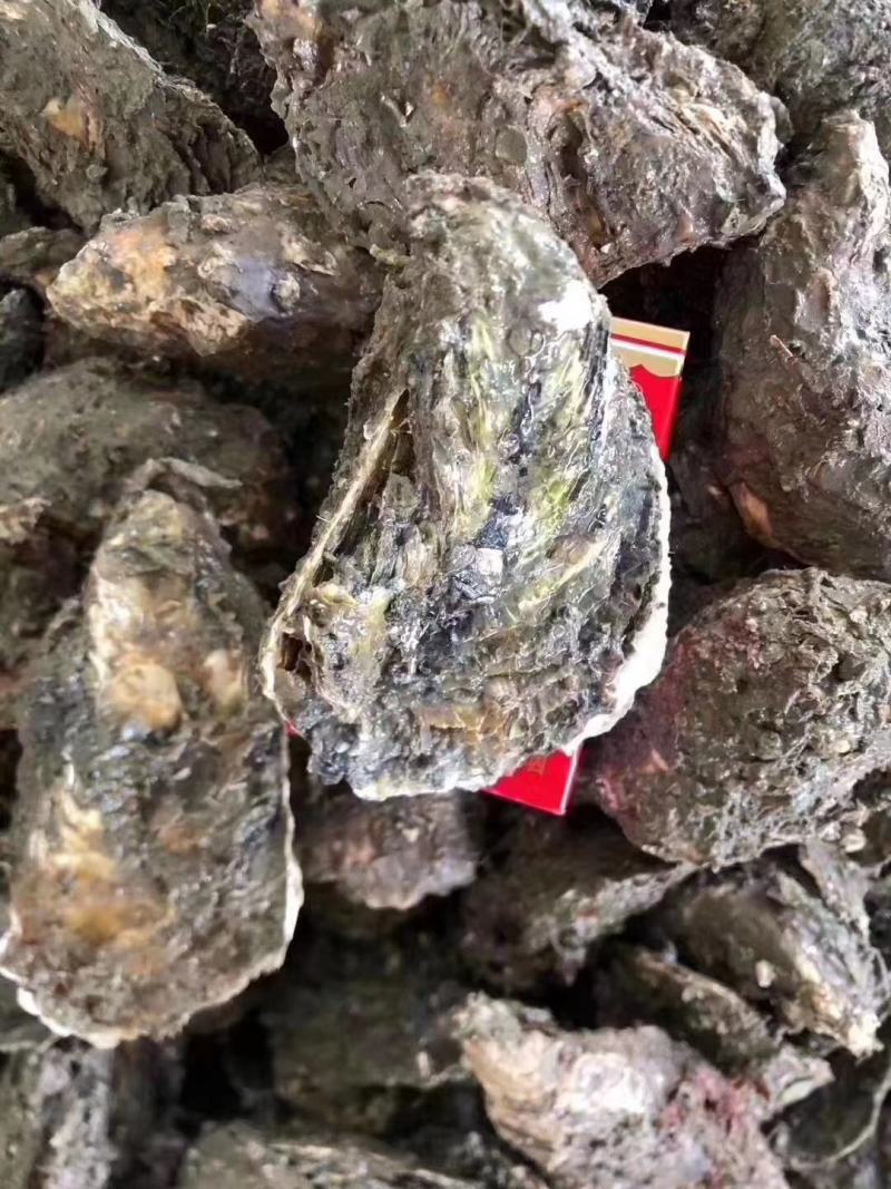 本港南澳蚝规格很硬肥度非常不错