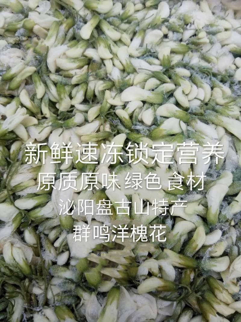 河南省泌阳县盘古山特产，槐花、洋槐花，新鲜速冻原质原味