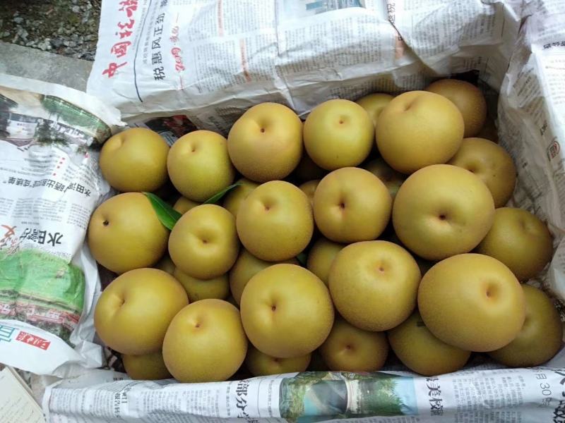 【黄花梨】湖北黄花梨基地直发供应全国市场电商商超