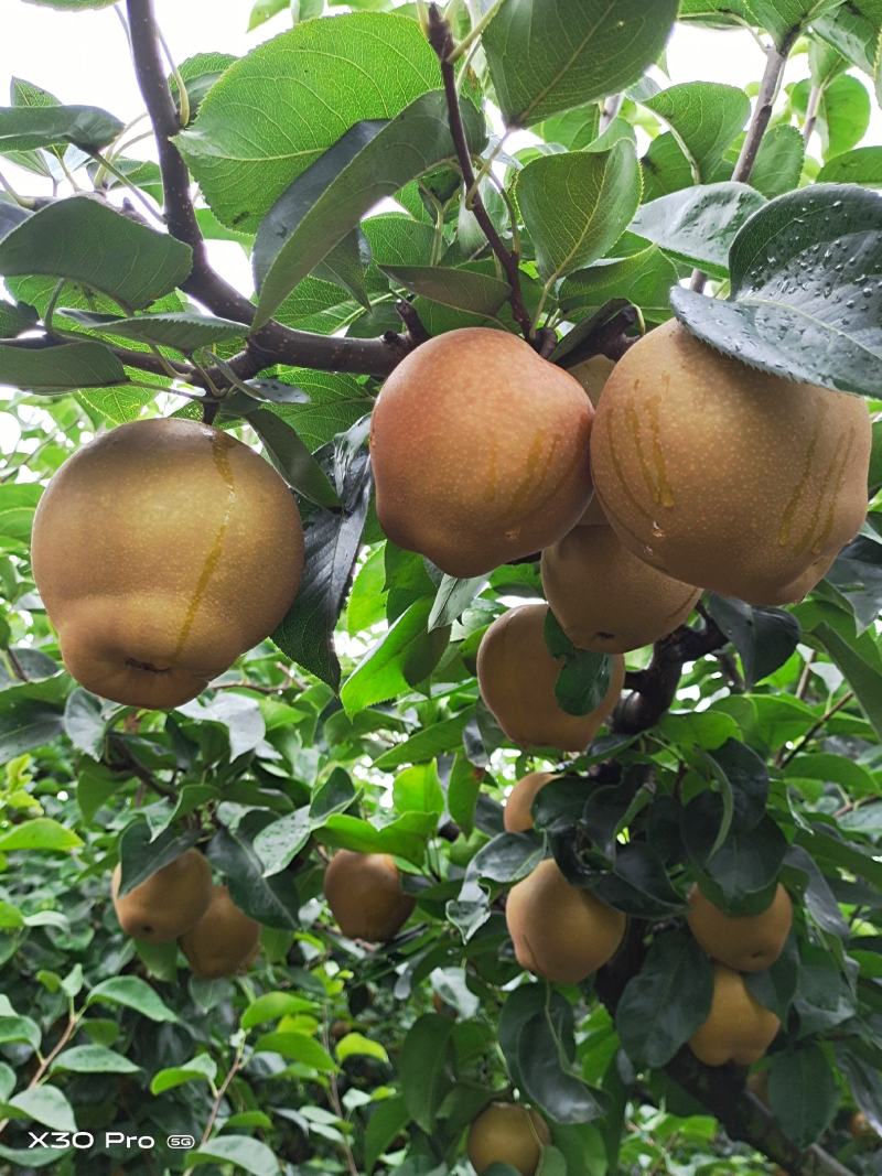 【黄花梨】湖北黄花梨基地直发供应全国市场电商商超