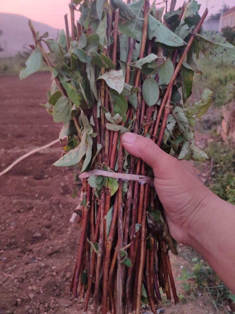 金银花苗金银花树苗爬藤植物育杰一号扦插枝条