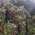 金银花苗金银花树苗爬藤植物育杰一号扦插枝条