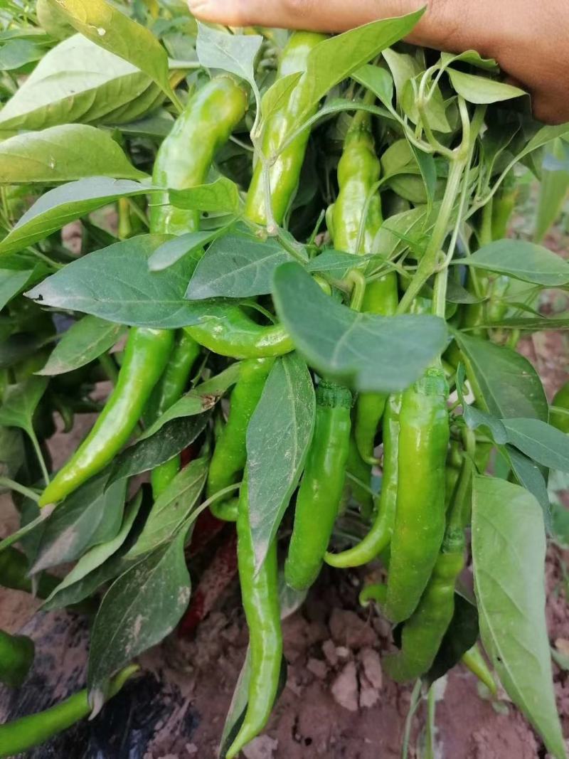 大量辣椒上市，装箱的，打酱的泡椒大量上市