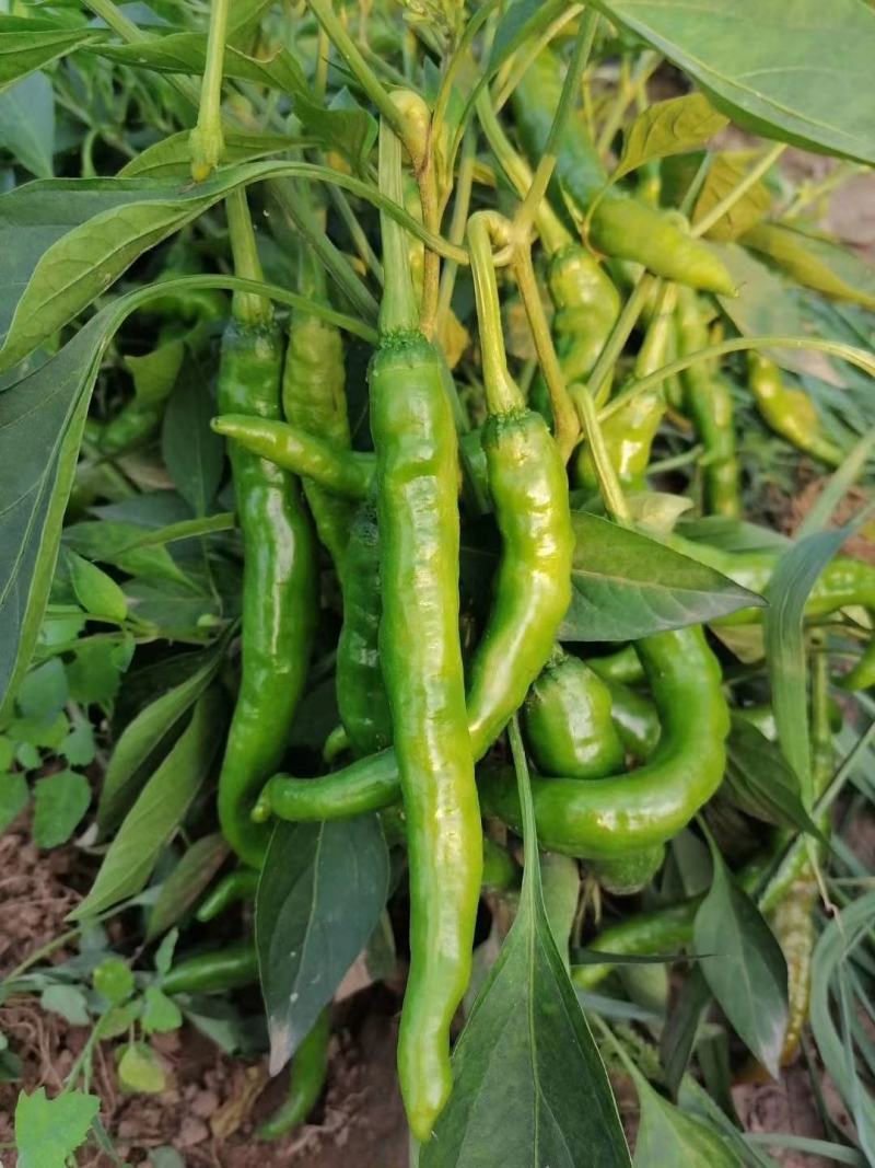 大量辣椒上市，装箱的，打酱的泡椒大量上市