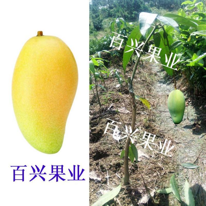 芒果树苗嫁接金煌红贵妃四季蜜芒澳芒果苗北南方地栽盆栽当年