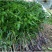 芒果树苗嫁接金煌红贵妃四季蜜芒澳芒果苗北南方地栽盆栽当年