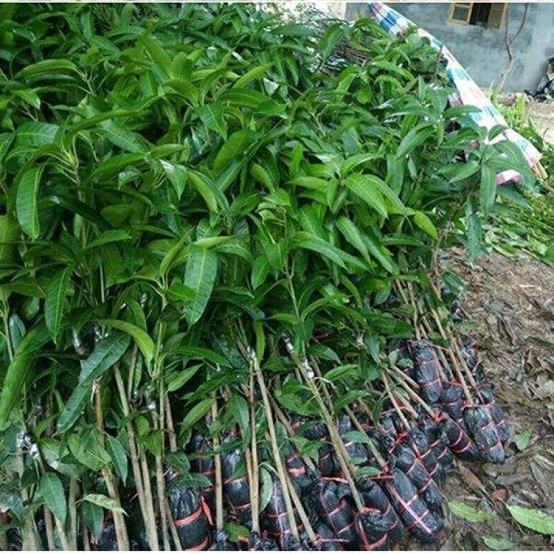 芒果树苗嫁接金煌红贵妃四季蜜芒澳芒果苗北南方地栽盆栽当年