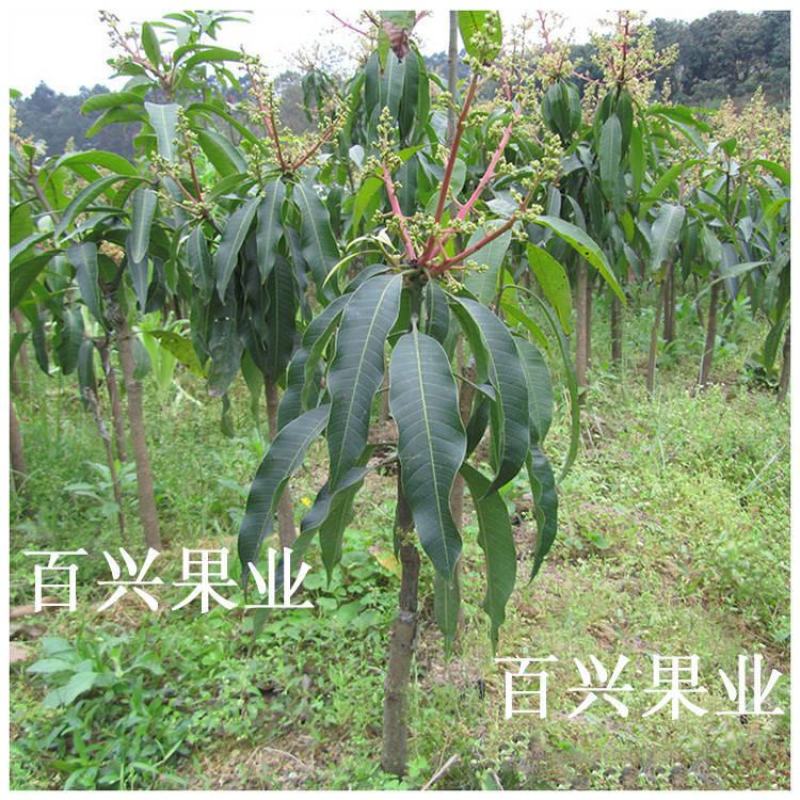 芒果树苗嫁接金煌红贵妃四季蜜芒澳芒果苗北南方地栽盆栽当年