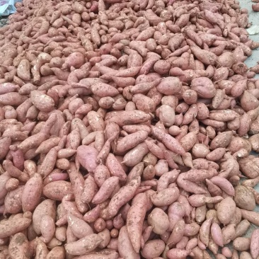 红薯，产地大量精品超市，市场大量大量，电商货大量
