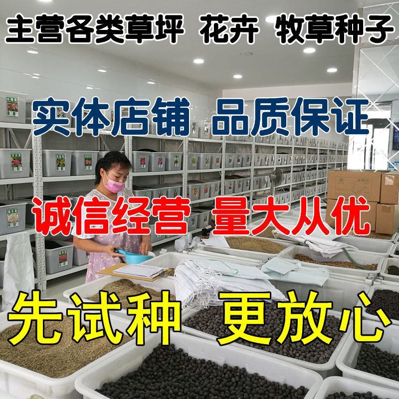 进口饲用燕麦草种子边锋宽叶高产耐寒高营养养殖牛羊草籽春秋