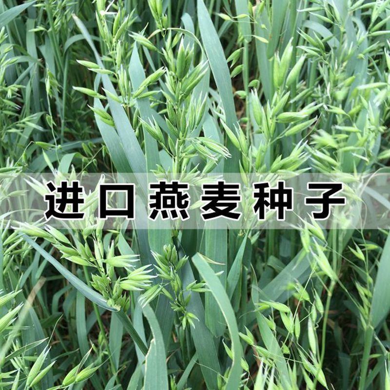 进口饲用燕麦草种子边锋宽叶高产耐寒高营养养殖牛羊草籽春秋