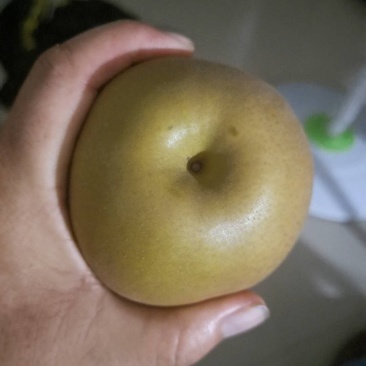 精品黄金梨，个头大，皮薄，甜度高，果形好看，每天现摘现发
