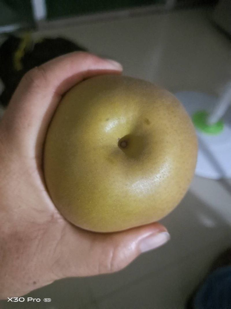 精品黄金梨，个头大，皮薄，甜度高，果形好看，每天现摘现发