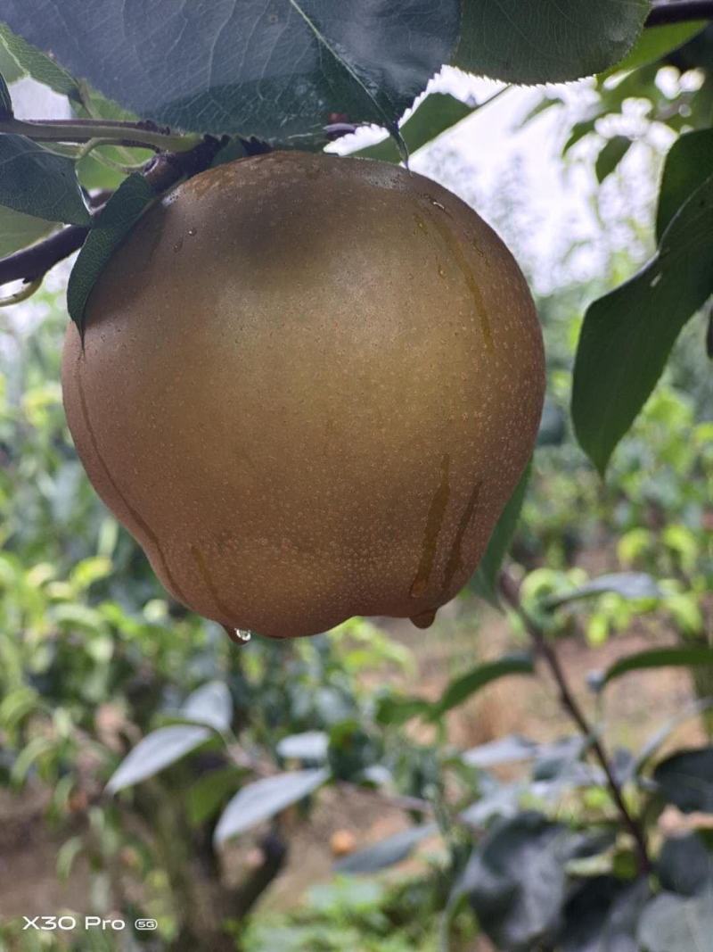 精品黄金梨，个头大，皮薄，甜度高，果形好看，每天现摘现发