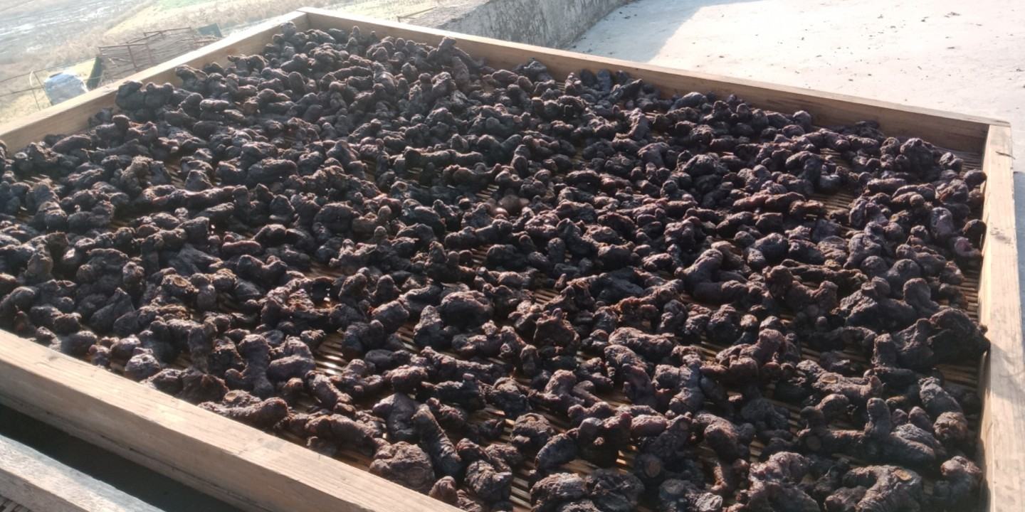 熟地黄药材特写