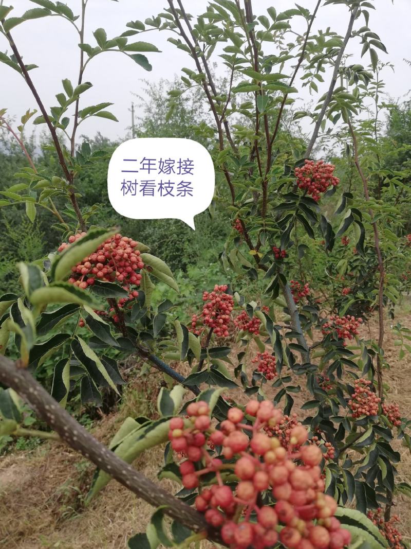 11优价狮子王无刺花椒苗旱地苗根系发达，木质化强包运输。