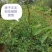 11优价狮子王无刺花椒苗旱地苗根系发达，木质化强包运输。