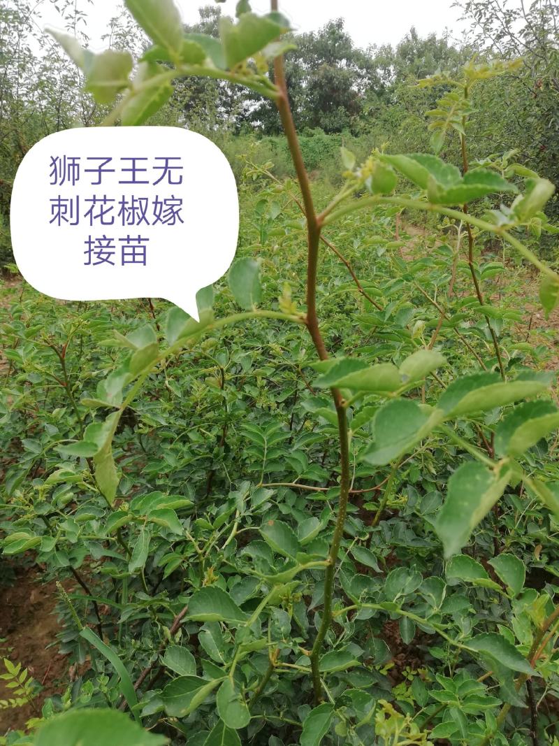 11优价狮子王无刺花椒苗旱地苗根系发达，木质化强包运输。