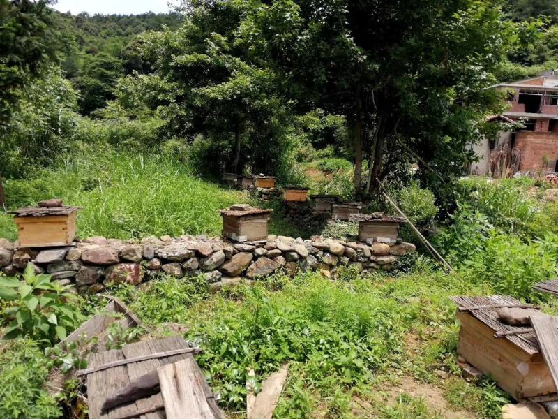 深山老林原生态野花纯蜂蜜