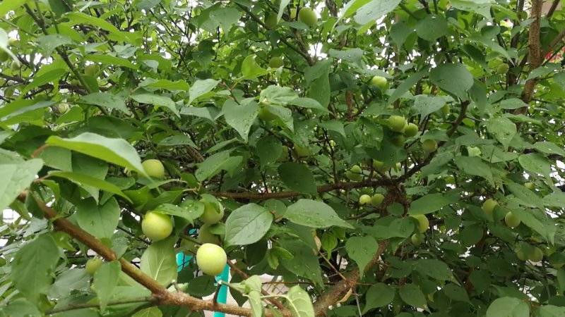 【优质乌梅苗】易栽种成活率高包结果基地现挖现发量大从优
