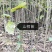 直销山桐幼苗易种，存活率高，量大从优，基地直发。