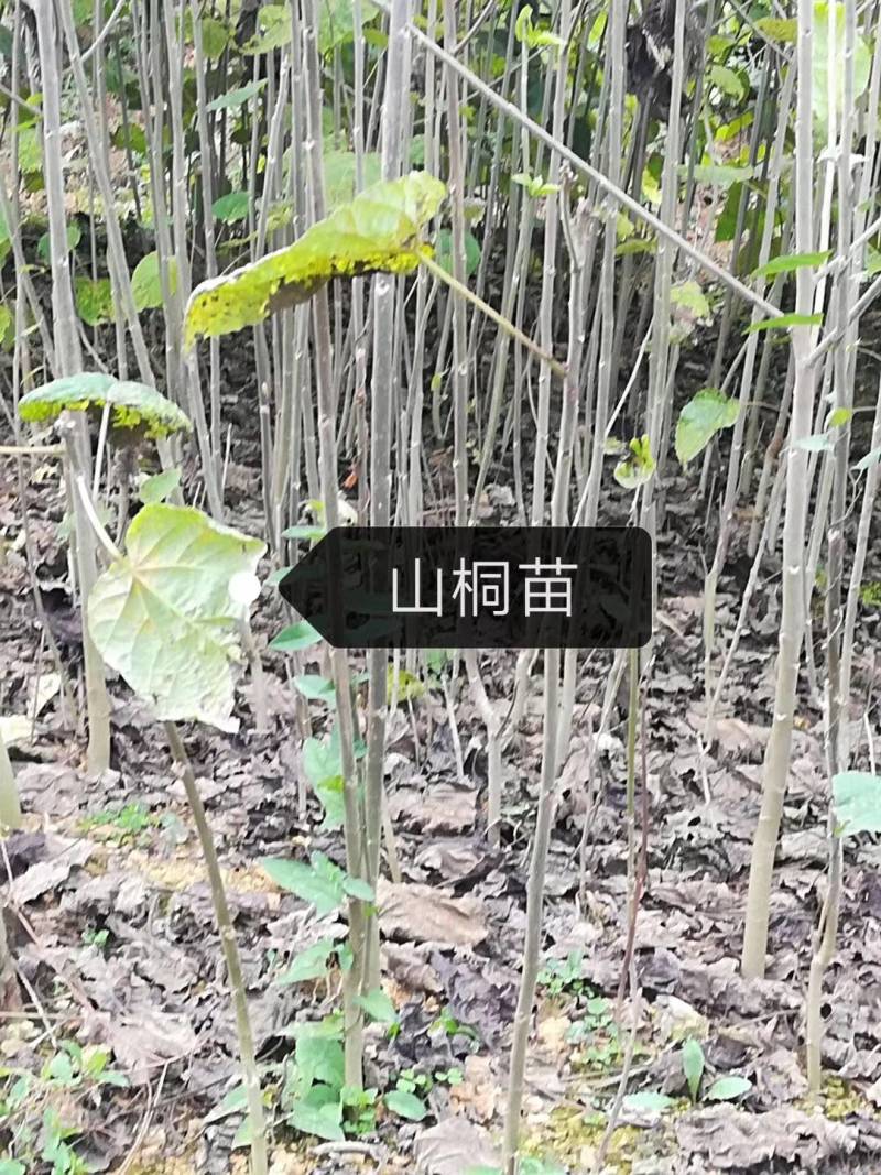直销山桐幼苗易种，存活率高，量大从优，基地直发。