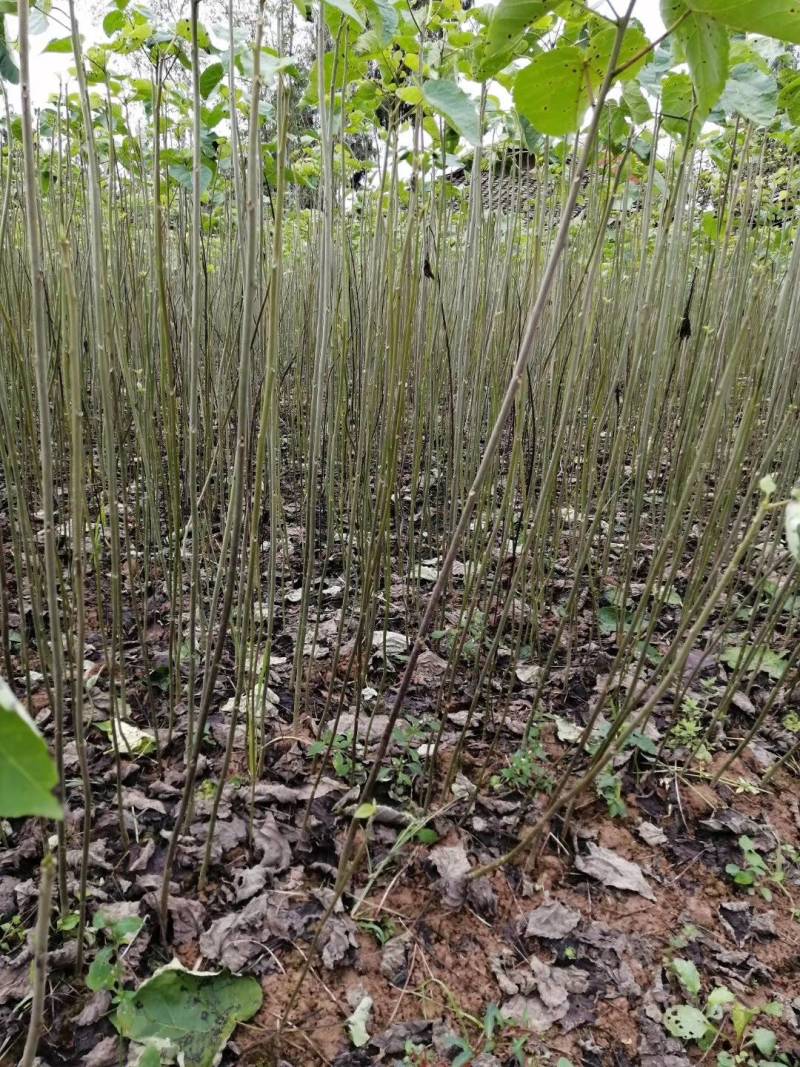 直销山桐幼苗易种，存活率高，量大从优，基地直发。