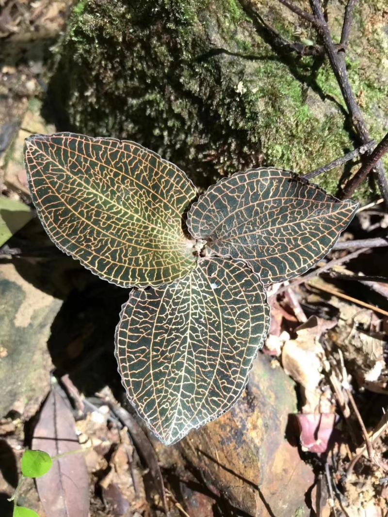 深山竹林野生金线莲，鲜货