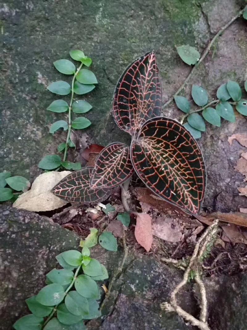 深山竹林野生金线莲，鲜货