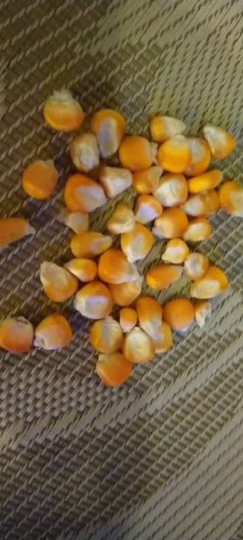 进口优质玉米，水分16百分之