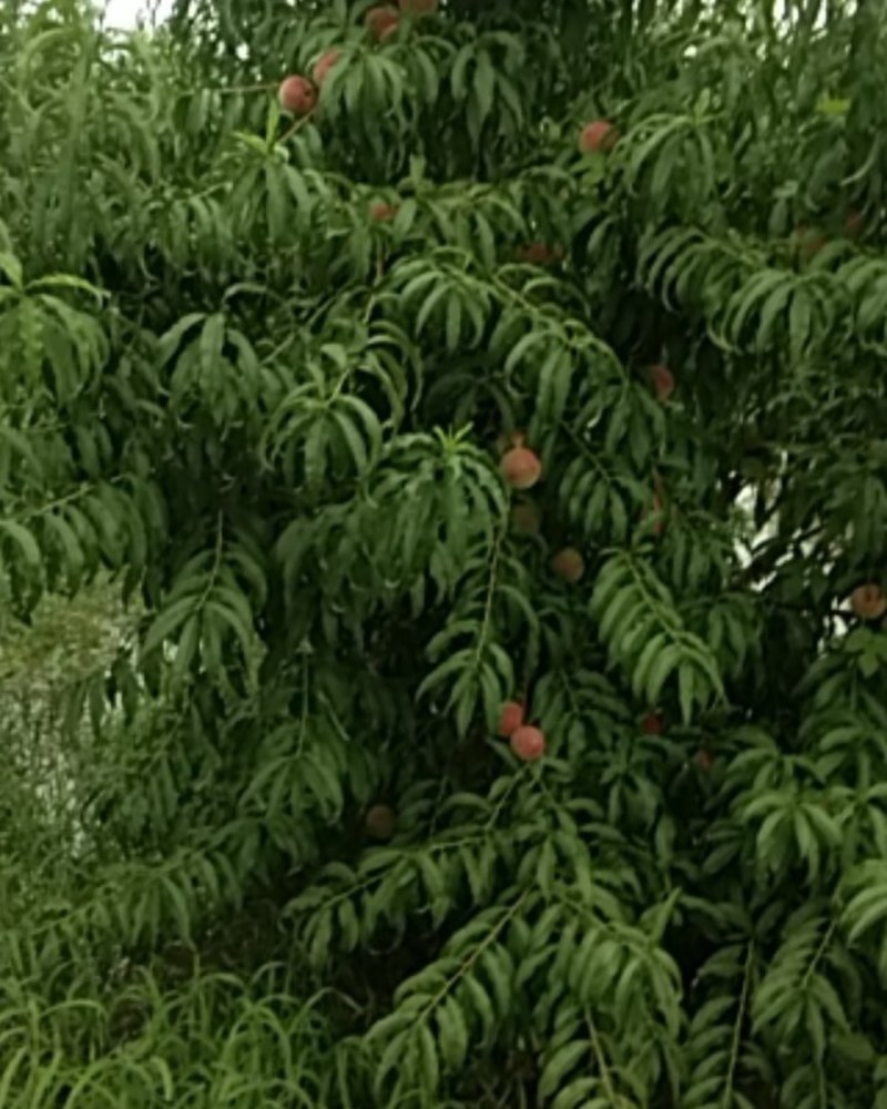 秋彤大桃离核脆甜，秋彤