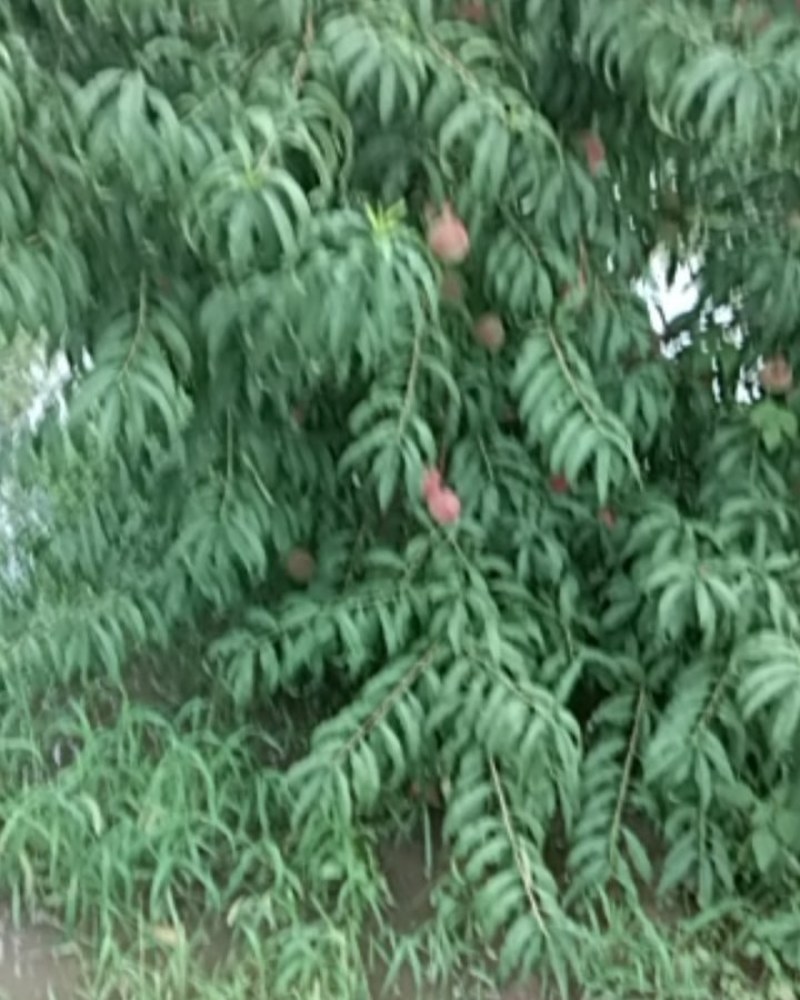 秋彤大桃离核脆甜，秋彤