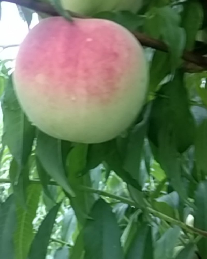 秋彤大桃离核脆甜，秋彤