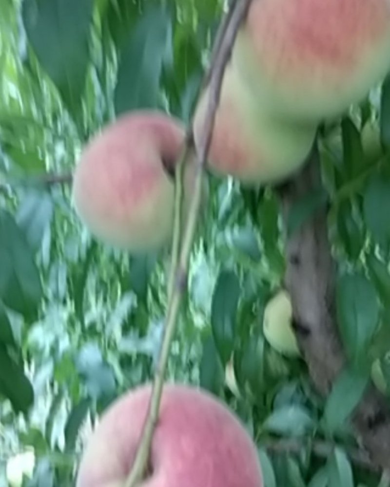 秋彤大桃离核脆甜，秋彤