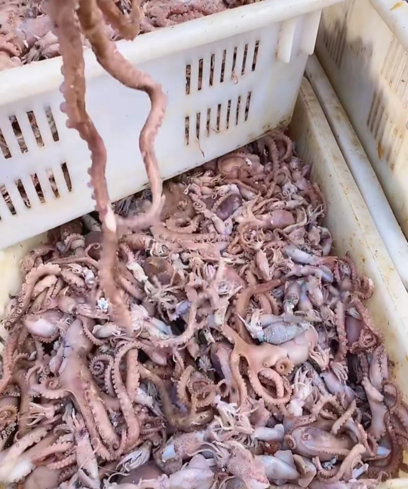 精品短腿小八爪鱼章鱼墨鱼熟冻鲜货特级电商团购专用货渤海产