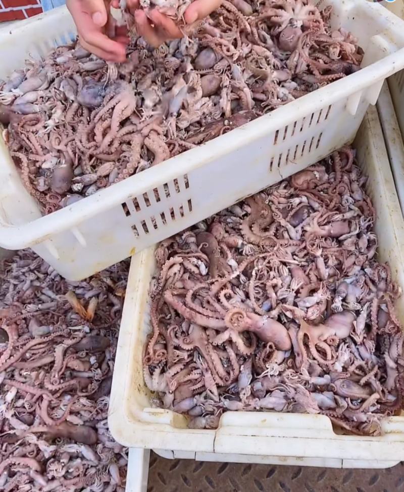 精品短腿小八爪鱼章鱼墨鱼熟冻鲜货特级电商团购专用货渤海产