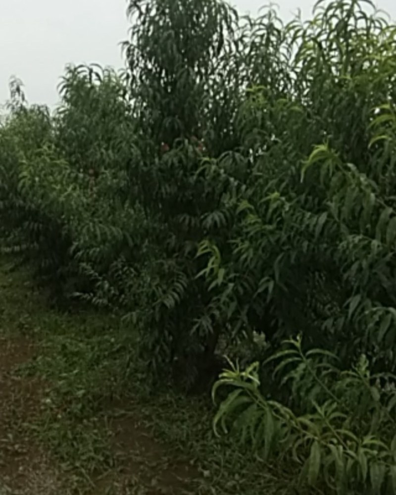 秋彤大桃离核脆甜，秋彤