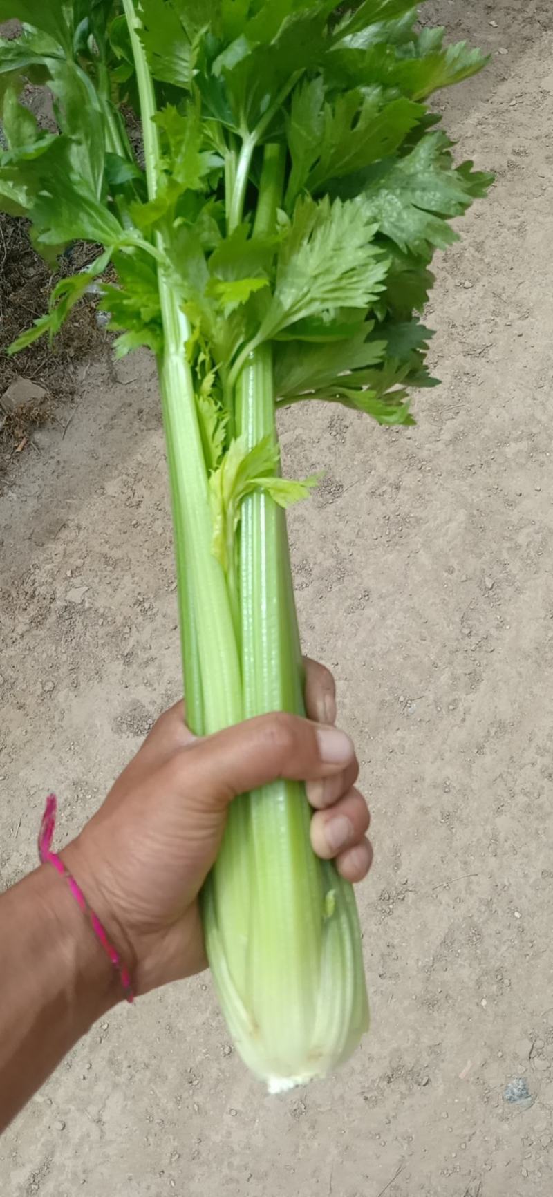 西芹扎困中课，质量保证诚信合作