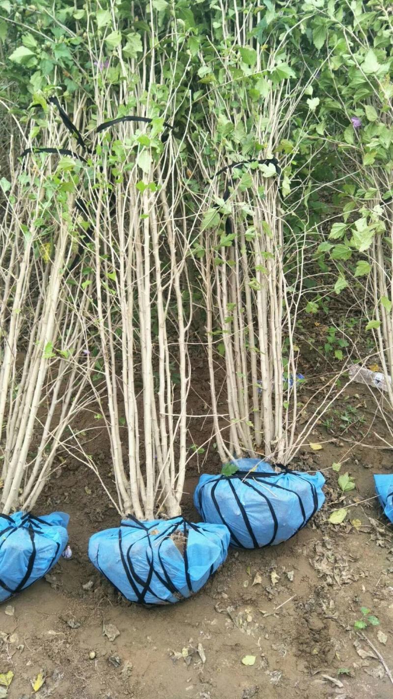 木槿，枝条10以上，高度1.5米到2米，粗壮，成活率高，