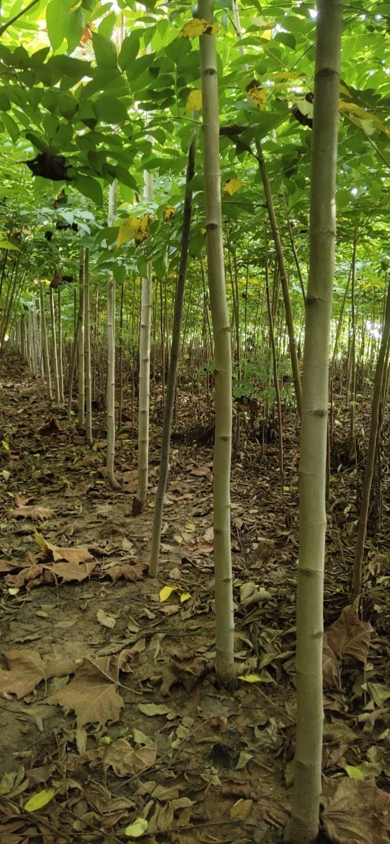大量出售3至6公分精品法桐