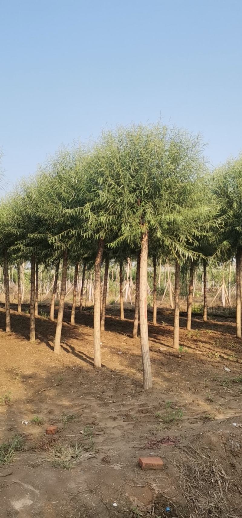 苗圃大量直供应各规格旱柳垂柳馒头柳，苗圃直接挖树装车