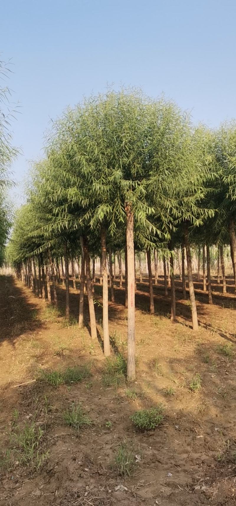 苗圃大量直供应各规格旱柳垂柳馒头柳，苗圃直接挖树装车